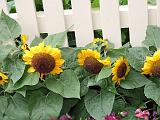 Sunflowers against picket fencel 